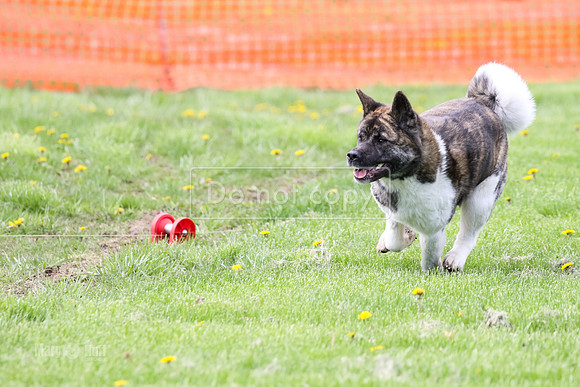 MCH79480