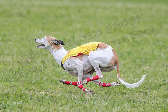 Prelim Veterans 5, Fleet Herman Blue-0207