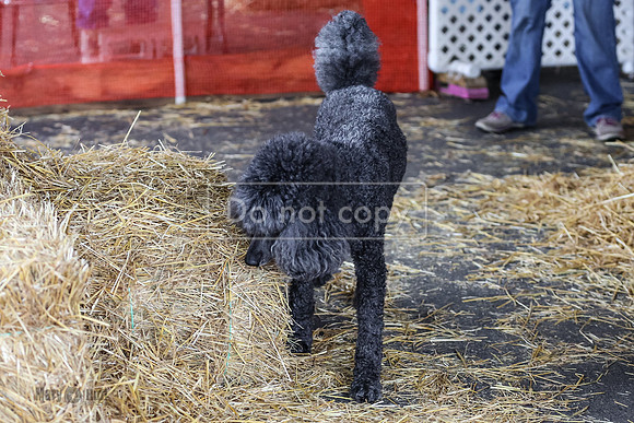 MCH50137