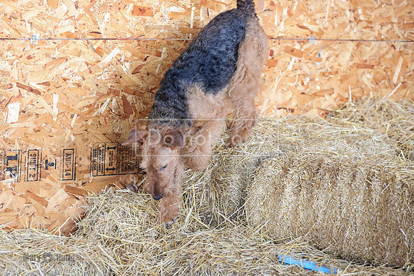 MCH50376