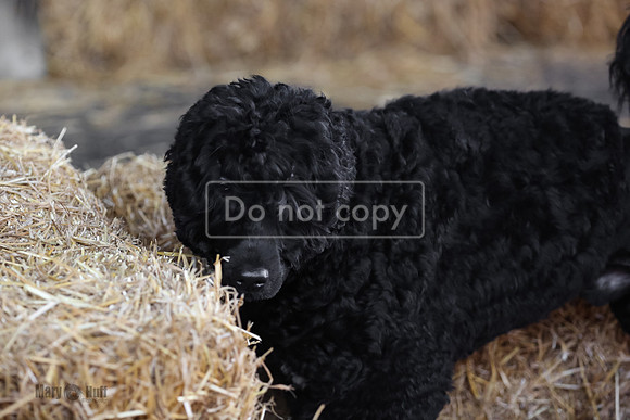 MCH50036