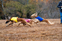 AfghanHounds-12