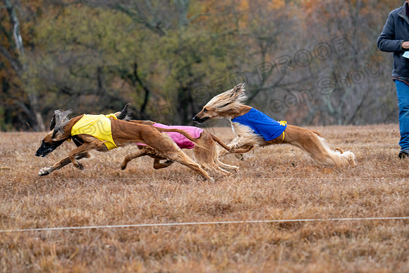 AfghanHounds-12