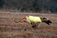 AfghanHounds-10