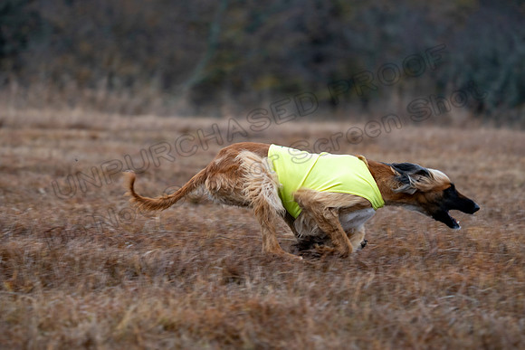 AfghanHounds-10