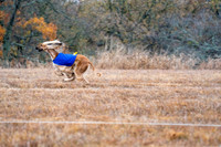 AfghanHounds-13