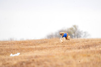 AfghanHounds-16