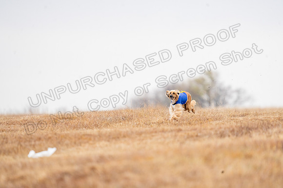 AfghanHounds-16