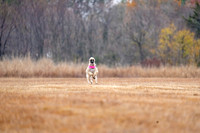 AfghanHounds-8
