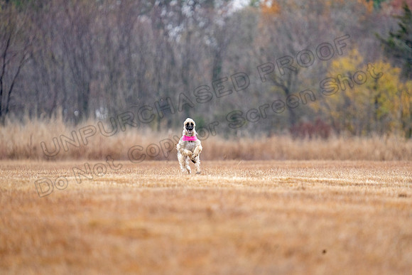 AfghanHounds-8