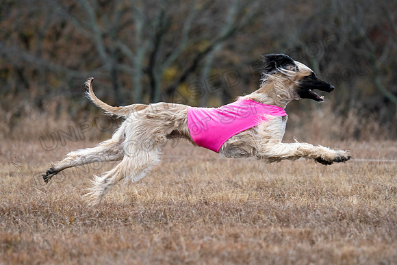 AfghanHounds-28