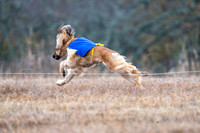 AfghanHounds-14