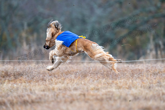 AfghanHounds-14