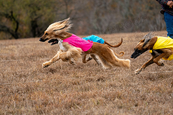 AfghanHounds-29