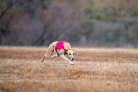 AfghanHounds-9