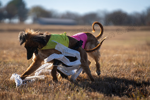 AfghanHounds-42