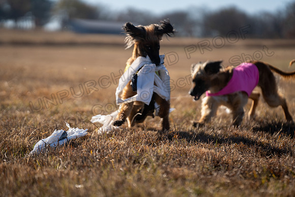 AfghanHounds-41