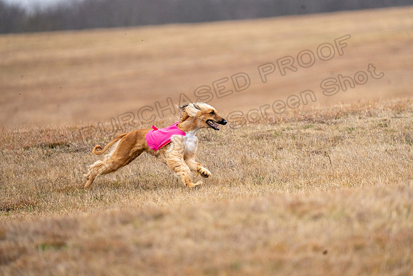 AfghanHounds-32