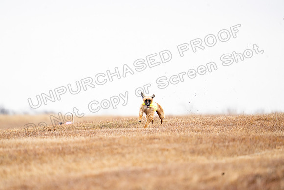 AfghanHounds-4