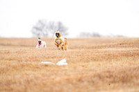 AfghanHounds-5