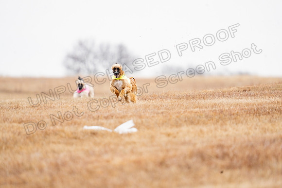 AfghanHounds-5