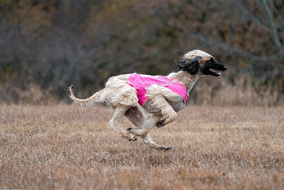 AfghanHounds-27