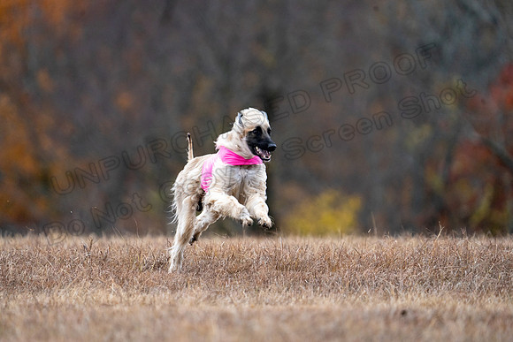 AfghanHounds-26