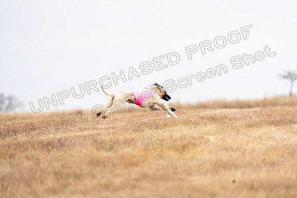 AfghanHounds-25