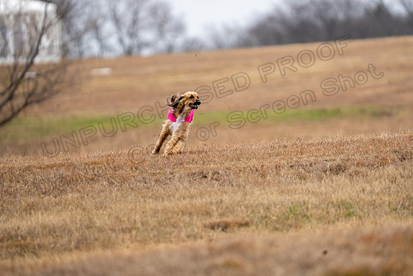 AfghanHounds-31
