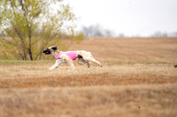 AfghanHounds-6