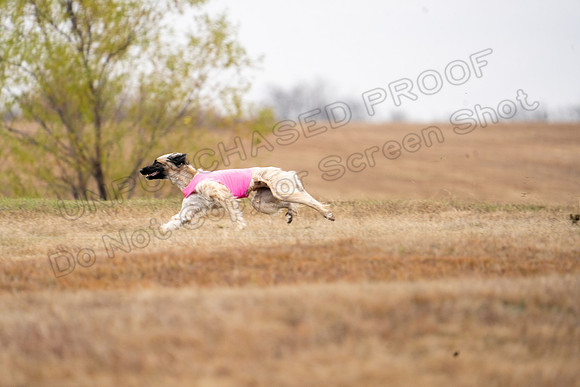 AfghanHounds-6