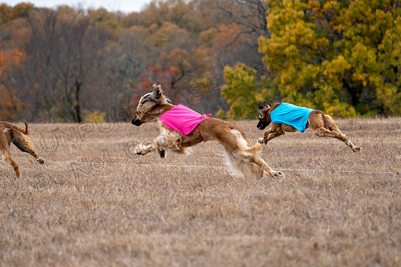 AfghanHounds-30