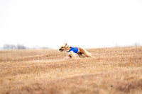 AfghanHounds-18