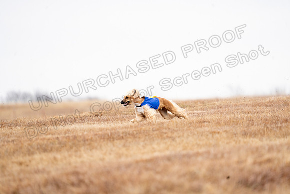 AfghanHounds-18