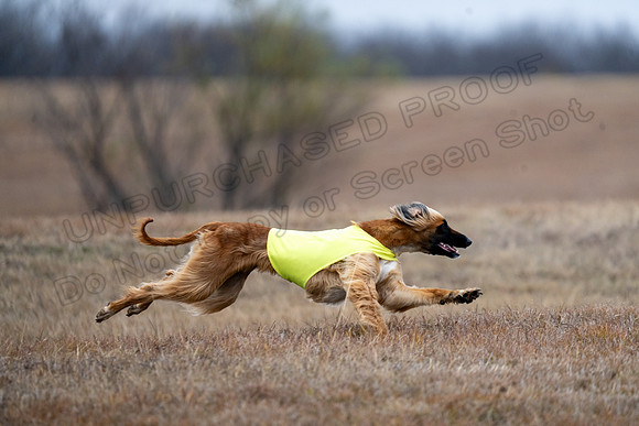 AfghanHounds-24