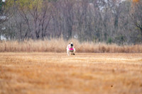 AfghanHounds-7