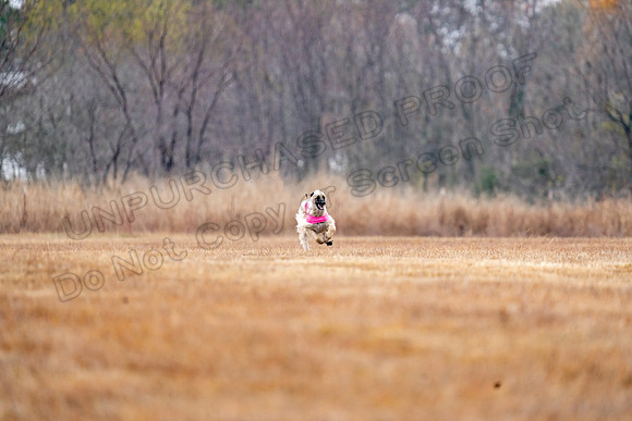 AfghanHounds-7