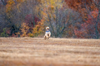 AfghanHounds-20