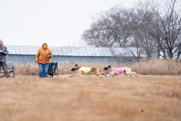 AfghanHounds-2