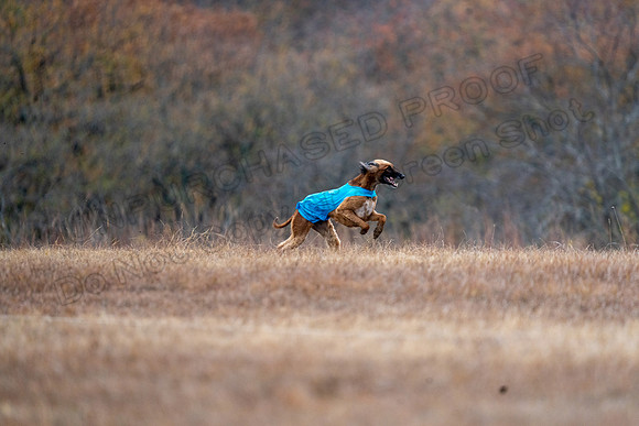 AfghanHounds-35