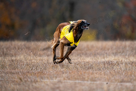 AfghanHounds-37