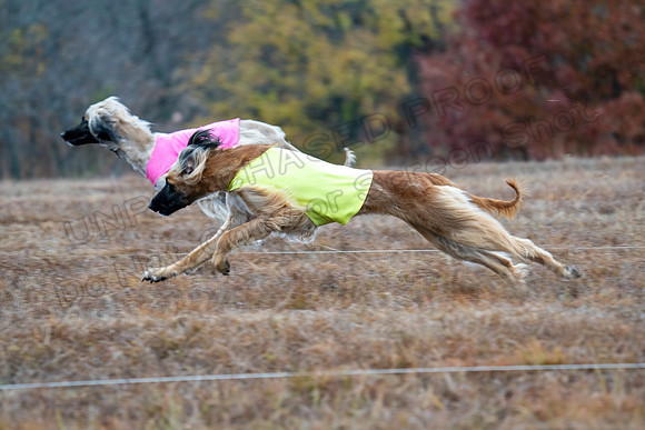 AfghanHounds-1