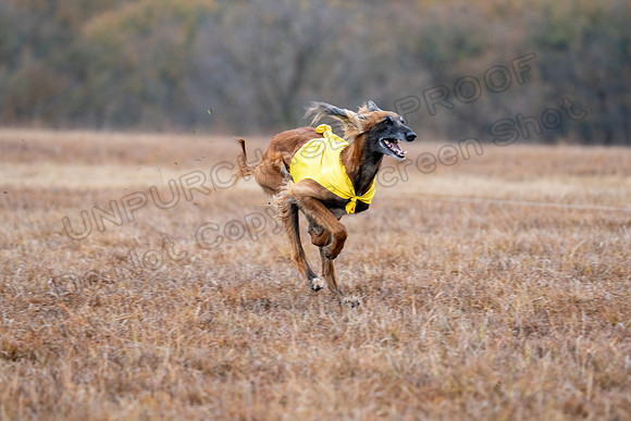 AfghanHounds-22