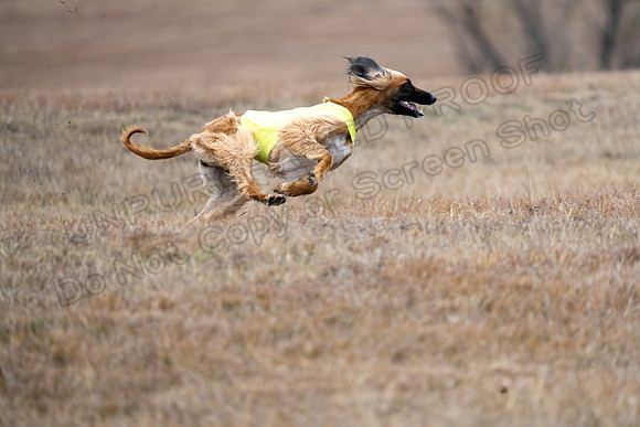 AfghanHounds-23