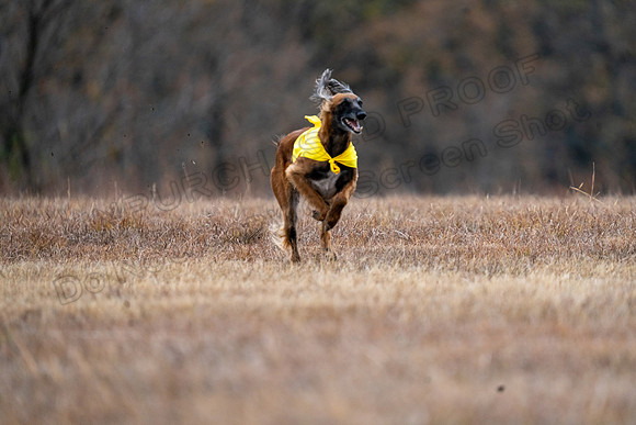 AfghanHounds-36