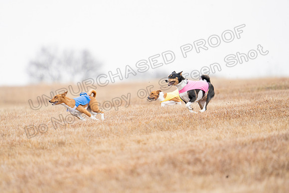 Basenji-19