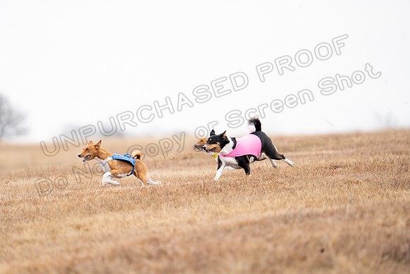 Basenji-18