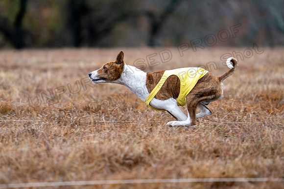 Basenji-2
