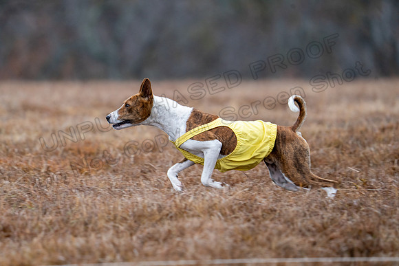 Basenji-1