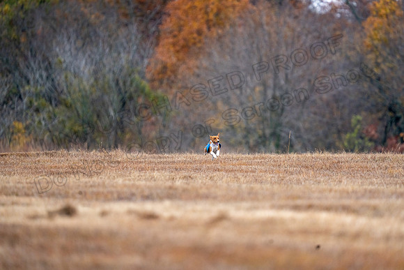 Basenji-20